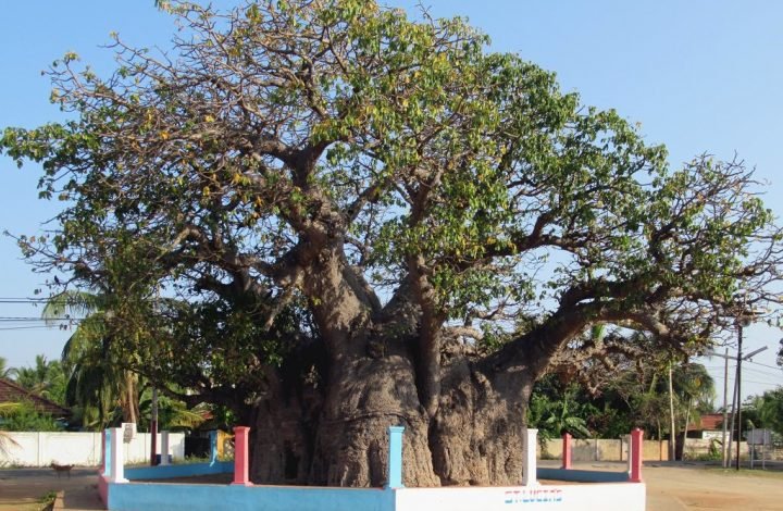 Baobab Tree