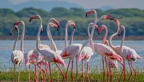flamingos